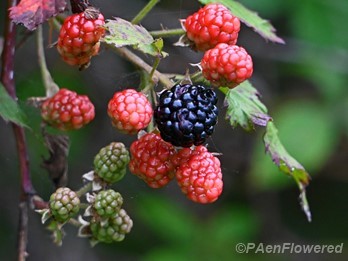 Fruits at different stages