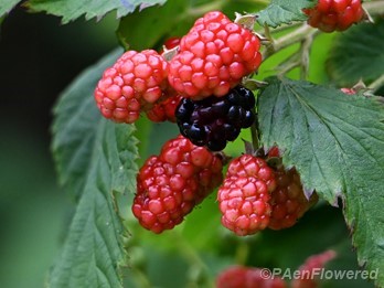 Plant in fruit