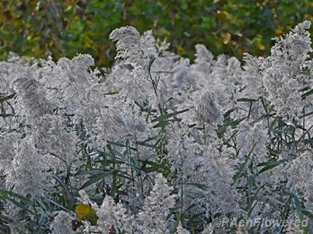 Clums in late October