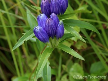 Plant in flower