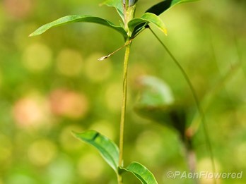 Flower & leaves