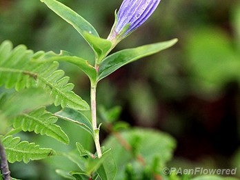 Narrow-leaved gentian