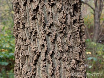 Mature bark