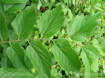 Leaves