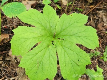 Leaf