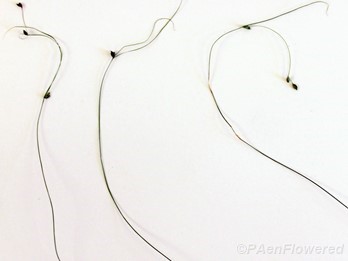 Culms with spikelets