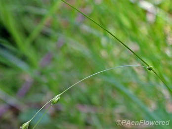 Culm with spikelets
