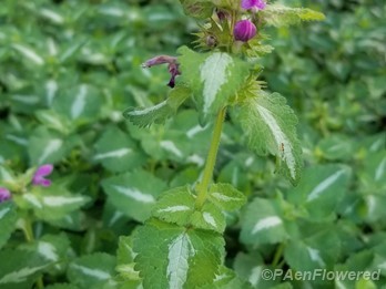 Spotted deadnettle