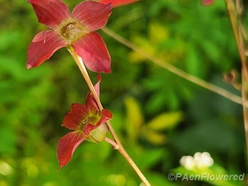 Red-tinged sepals & forming seed capsules