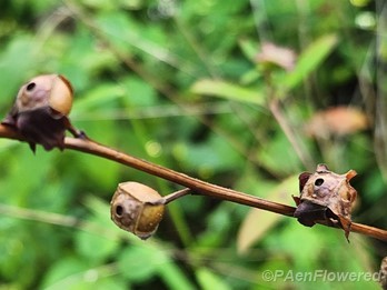 Mature seed capsules