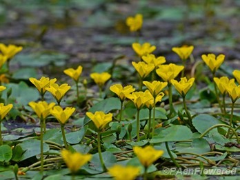 Plants in flower
