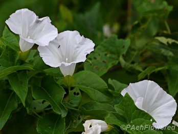 Plant in flower
