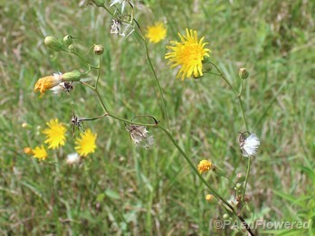 Field sowthistle