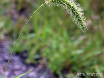 Plant with characteristic curved spike