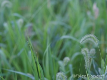 Plant form & habitat