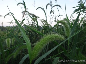 Growing at an old farm