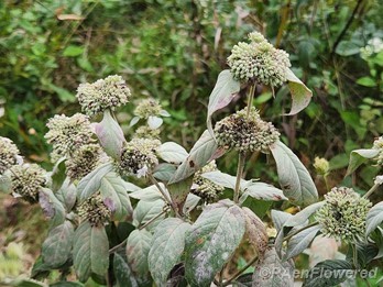 Going to seed