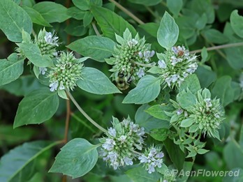 Plants in flower
