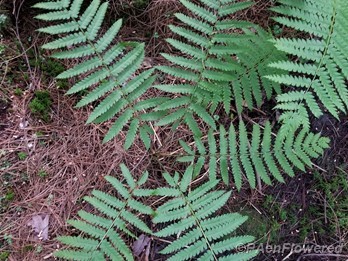 Frond cluster