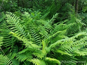 Plant form & habitat