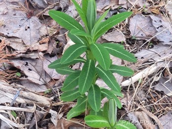 Young plants