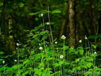 Plants in flower