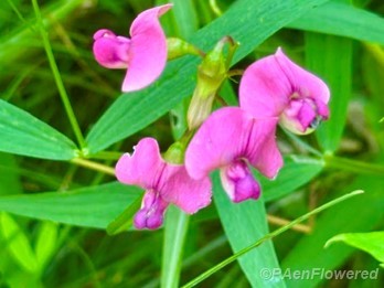 Plant in flower