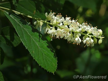 Plant in flower