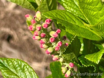 Inflorescence