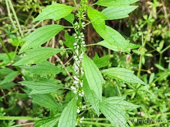 Plant in early flower