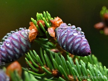 Young seed cones