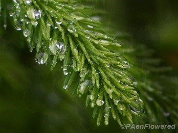 Branch in the rain