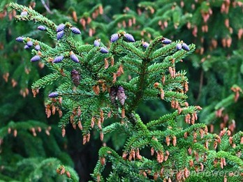 New and last year's seed cones