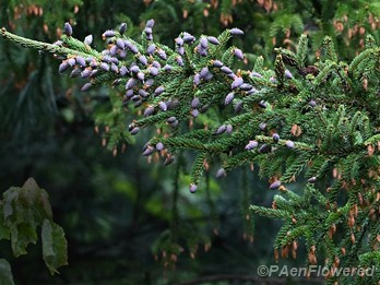 Male and female cones