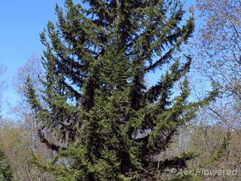 Red spruce
