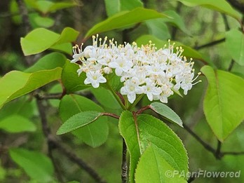 Inflorescence & leaves