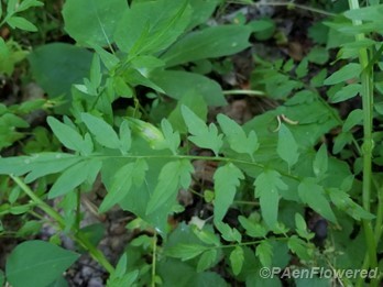 Bittercress leaves