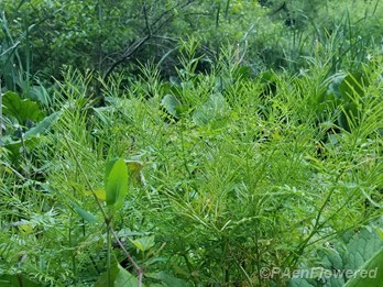 Seedpods