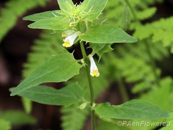 Plant in flower