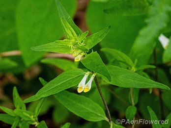 Plant in flower