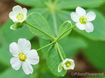 Plant in flower