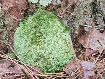 Moss patch in habitat