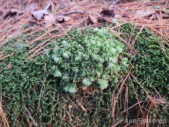 Growing with pincusion moss
