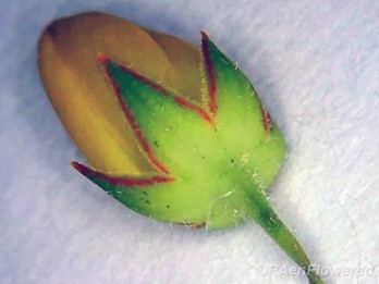 Red-lined calyx