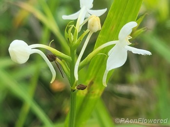 Flowers & bud