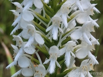 Flower spike