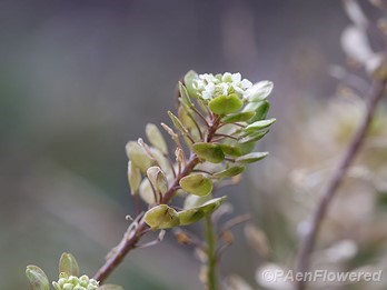 Flowers and fruit