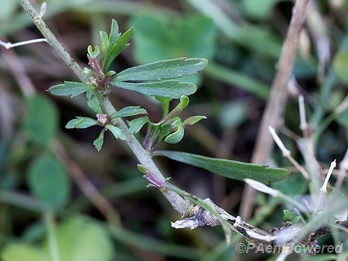 Leaves