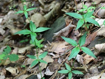 Wild licorice