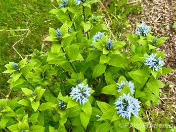 Plants in flower